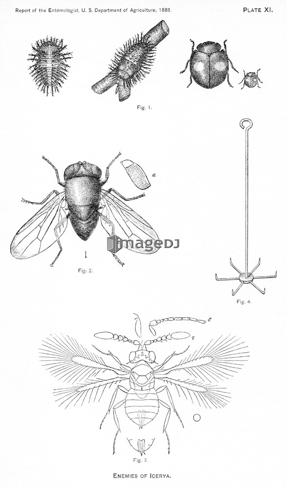 &nbsp;<span style='color:white;background-color:red;border-radius:3px;font-weight:bold;font-size:0.8rem;font-family:Tahoma'>&nbsp;RM&nbsp;</span>&nbsp;<span style='color:black;font-size:0.9rem;font-weight:normal;'>&nbsp;ID:jtv007640&nbsp;</span>