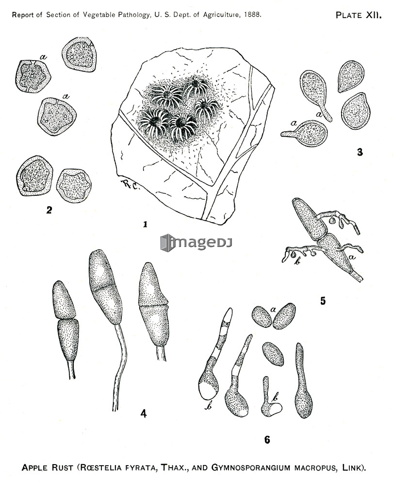 &nbsp;<span style='color:white;background-color:red;border-radius:3px;font-weight:bold;font-size:0.8rem;font-family:Tahoma'>&nbsp;RM&nbsp;</span>&nbsp;<span style='color:black;font-size:0.9rem;font-weight:normal;'>&nbsp;ID:jtv007666&nbsp;</span>